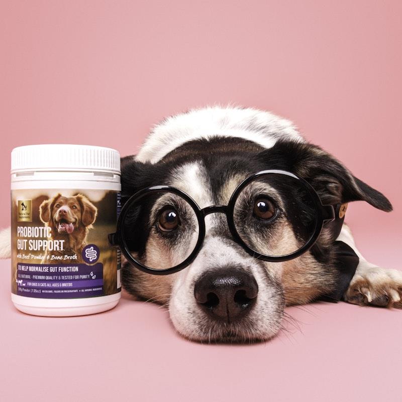 Buy Natural Pet Supplements Probiotic Gut Support for Dogs and Cats ...