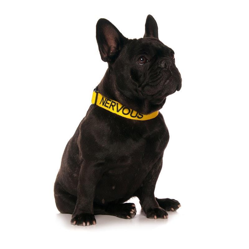 Friendly Dog Collars NERVOUS S/M Clip Collar 1pc product image