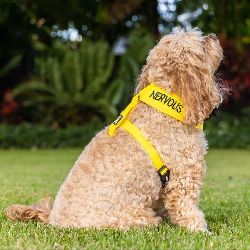 Adopt ME Yellow Dog Harness – Non-Pull, Waterproof, Adjustable Vest For Medium Dogs (Donate To Charity When Rehomed) - View #9