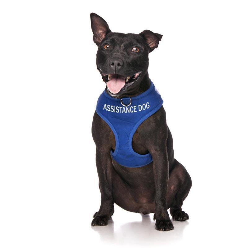 Friendly Dog Collars ASSISTANCE DOG Medium adjustable Vest Harness 1pc product image