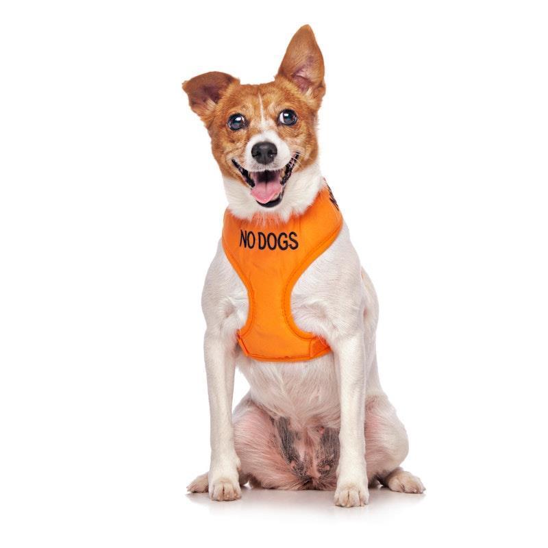 Friendly Dog Collars No Dogs Small Adjustable Vest Harness 1pc product image